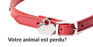 Votre animal est perdu | Carrefour Canin
