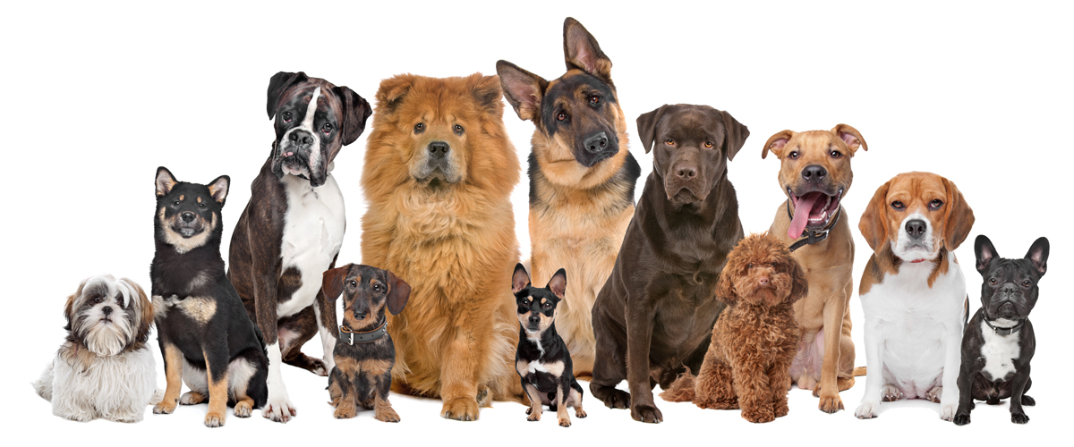 Services pour chiens | Carrefour Canin